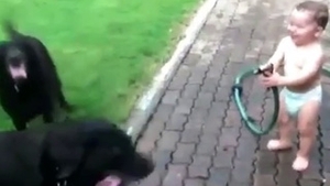 Video de pus pe Wall! O sa razi tot weekend-ul dupa ce-l vezi si o sa strangi o groaza de Like-uri datorita pustiului astuia in scutece care se distreaza cu cainii lui