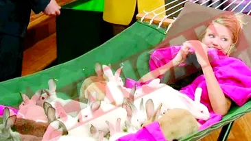 Calarita de 48 de iepuri