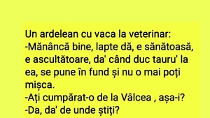 BANC | Un ardelean duce vaca la veterinar