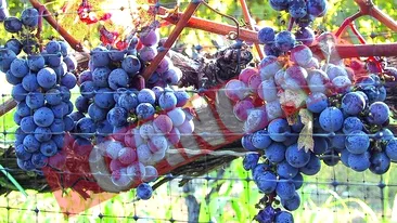 UE ia vinul de la gura romanilor