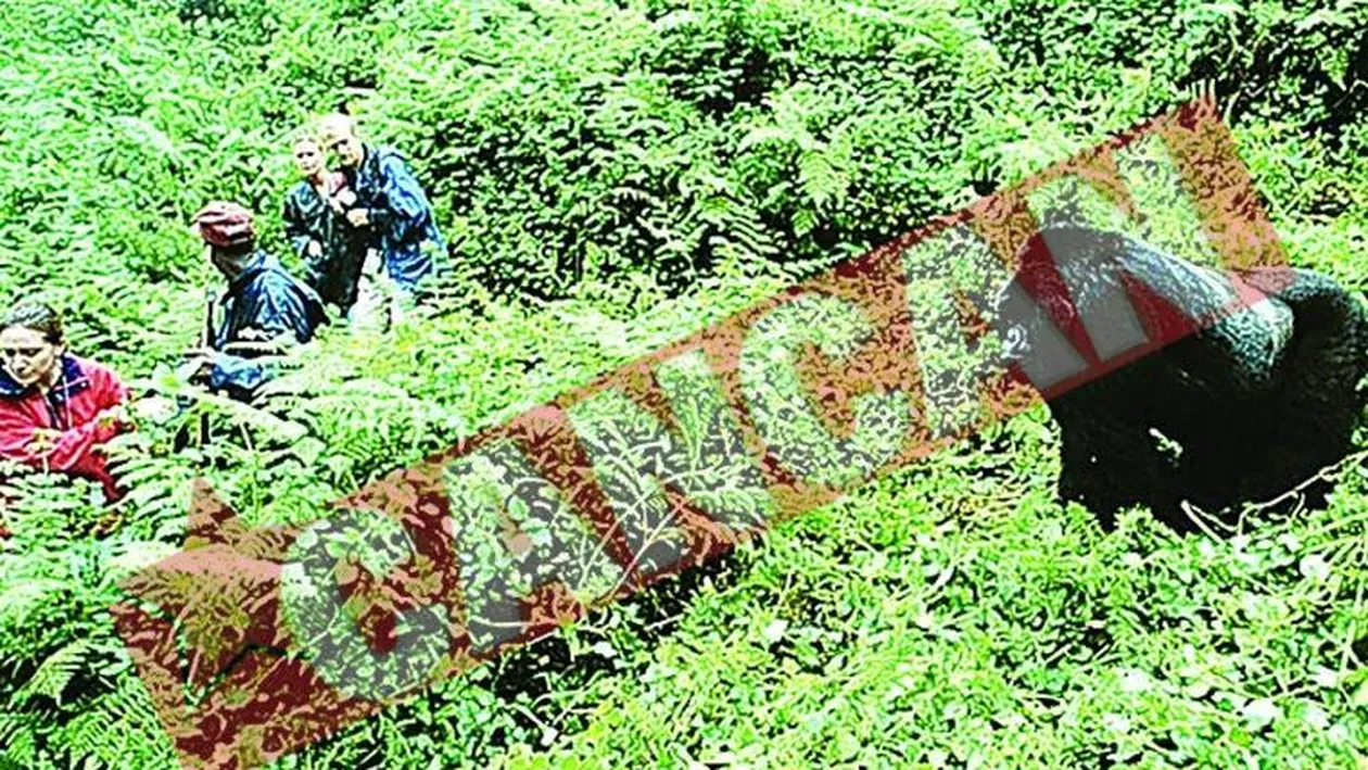 A fost rapit de o gorila