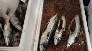 Controale-fulger ale ANPC: Inspectorii au găsit pește stricat în hypermarketuri din București și Ilfov. Imagini șocante