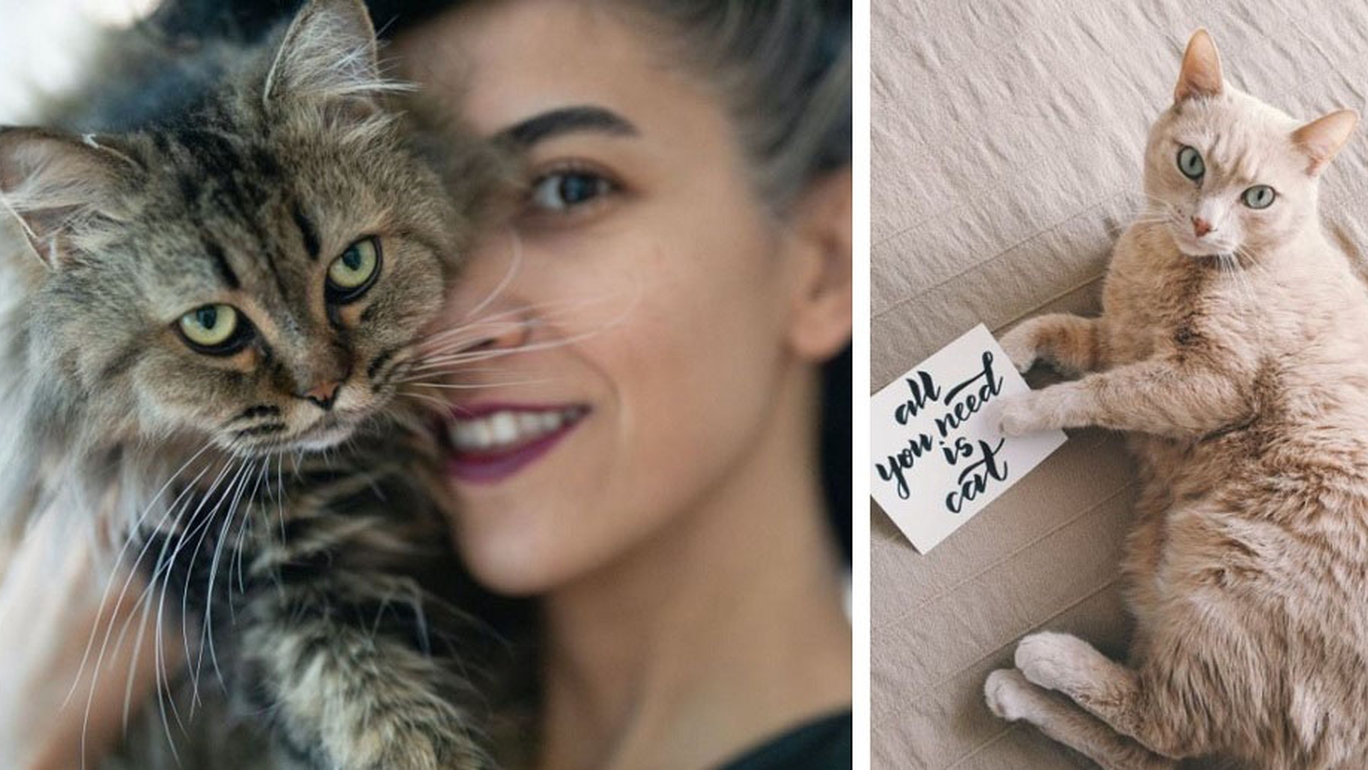 Ce vârstă are pisica ta în ani omenești. Calculul e foarte simplu! Vezi ce vedete preferă micuțele feline și cine a ales să își ia câine
