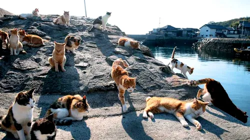 Tu ai auzit de Insula pisicilor? Locul din Japonia este cu totul special, și nu pentru că trăiesc doar 100 de oameni