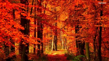 METEO 3 NOIEMBRIE: Vremea se încălzeşte uşor