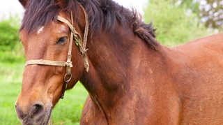 Trei ieseni au fost muscati de un cal turbat!