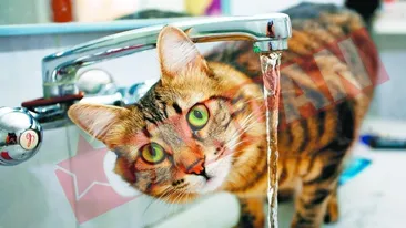 Cum sa ai apa potabila la chiuveta