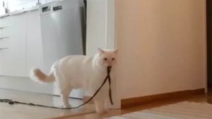 Stăpâna și-a lăsat pisica singura acasă, dar nu o va mai face vreodată. Ce a văzut pe camerele de supraveghere din casă