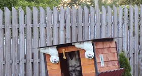 Galerie foto - poza 4