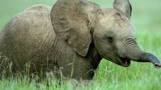 Un barbat a fost ucis in India de un pui de elefant ajuns pe strazile unui orasel