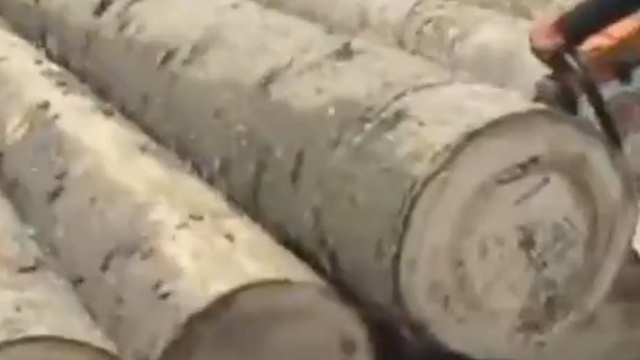 Imaginile realizate in Romania care fac inconjurul lumii! Ce au descoperit in acesti copaci dupa ce au taiat pomii cu drujba