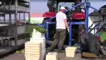 Românii vor fi interziși în mai multe orașe din Olanda! Nici polonezii nu au o soartă mai bună