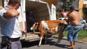 VIDEO. Aventura incredibilă a unei vaci prin centrul Aradului. Proprietarii i-au dat de urmă cu ajutorul Facebook-ului