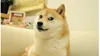 Kabosu, câinele din celebra memă „Doge” și simbolul criptomonedei Dogecoin a murit. Anunțul a fost făcut de stăpâna patrupedului