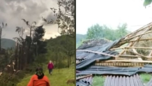 O furtună violentă a pus la pământ o pădure din Maramureș: ”Imagini de groază!” VIDEO