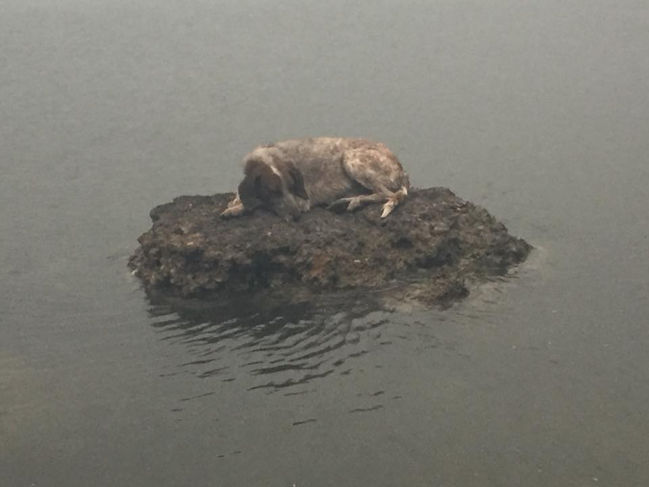 Imagini apocaliptice de la dezastrul din Grecia! Oamenii s-au refugiat în mare