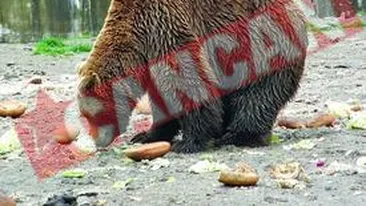 Carciuma in pragul falimentului, dupa plecarea lui Cocolino