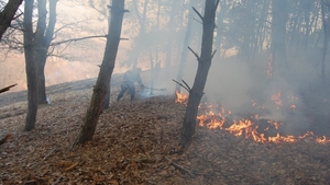 A luat foc o pădure din Buzău: ”Intervenția este dificilă, condiții meteo nefavorabile”