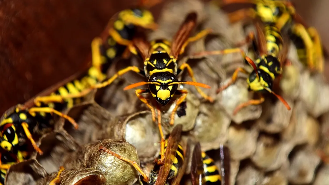 Patru turiști au fost înțepați de viespi în Bucegi. Salvamontiștii intervin, mai ales că o femeie din grup este alergică