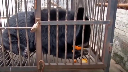 Femeia a crezut că a adoptat un câine, dar în câteva luni au avut parte de șocul vieții. Ce animal avea, de fapt, în locuință