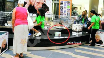 Lovitura pentru membrii unei asociatii de protectie a animalelor! Le-au furat cutia cu donatii