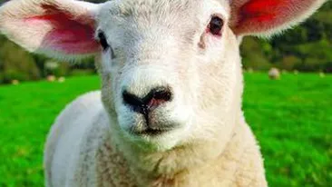 Cat costa mielul de Paste?