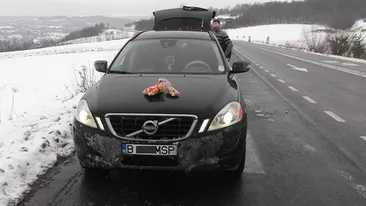 Mesajul unui român după ce a publicat această poză: Distribuiţi să facem acest bizon vedetă!