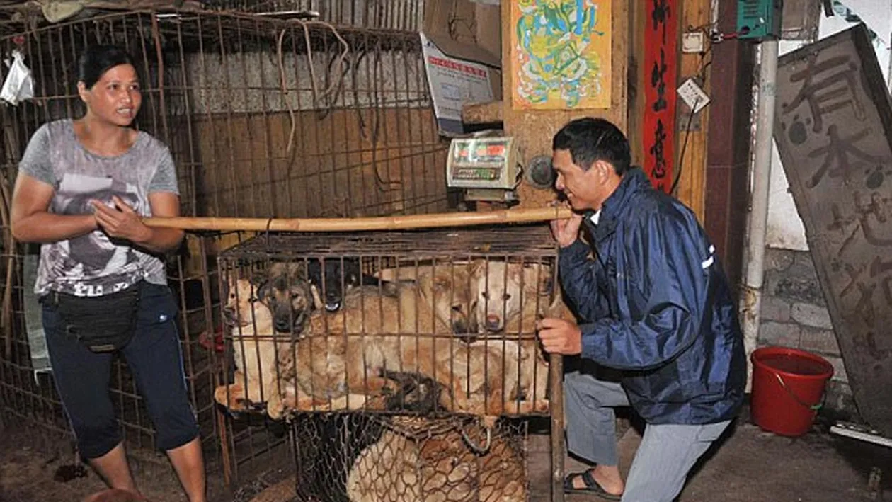 Imaginile care te vor face sa vomiti! Uite cum sunt transati, jupuiuti si fierti pentru a fi gatiti cainii si pisicile in China - Credeai ca-i doar un mit, dar cu 6 dolari iti cumperi un picior de caine - Foto Socant