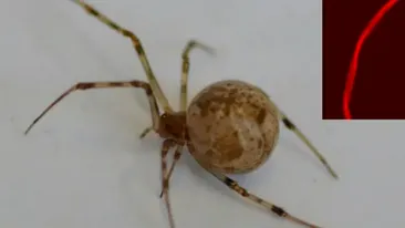 Primul păianjen modificat genetic. Cum arată pânza lui și de ce este extrem de importantă pentru viitorul nostru