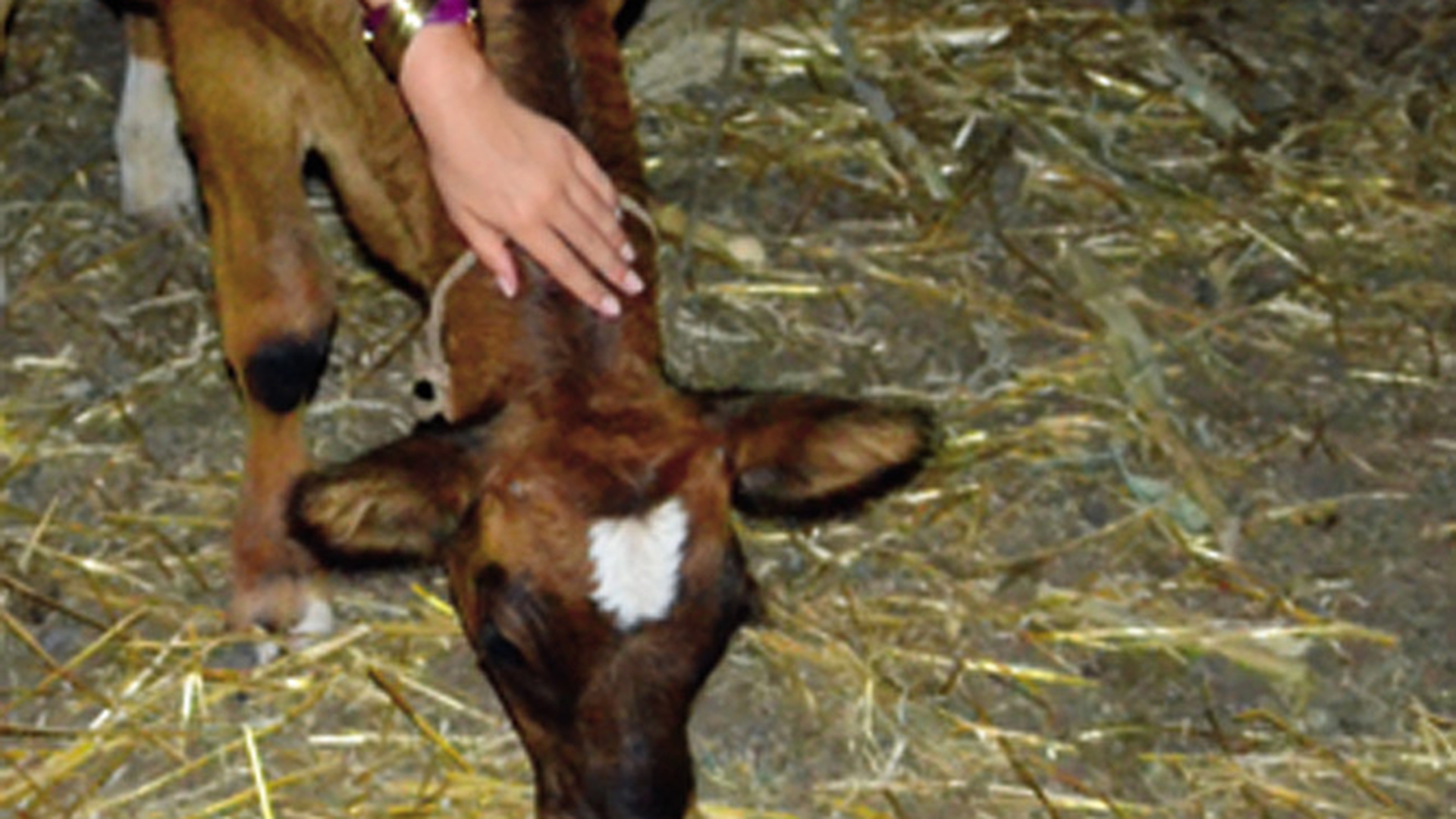 A mangaiat un vitel si s-a ales cu o sperietura de zile mari! Vezi cine a fost fugarita de o vaca infuriata