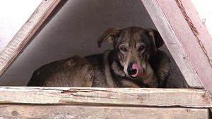 Vecinii credeau că bărbatul din judeţul Suceava creşte în legătoare un câine-lup. Dar, când s-au apropiat de patruped, au încremenit văzând ce animal era, de fapt