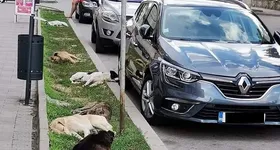 Galerie foto - poza 3