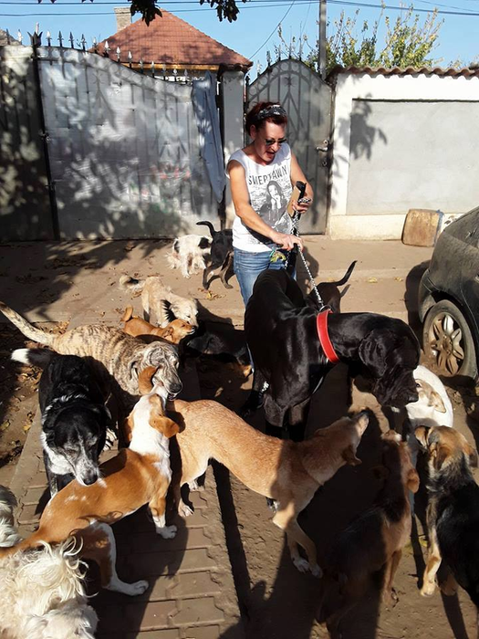 100 de câini crește Daniela numai acasă
