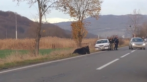 Încă un urs a fost lovit mortal de o mașină, în Mureș