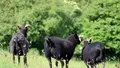BANCUL ZILEI. BULĂ: – Domnule doctor, eu tot văd capre negre!
