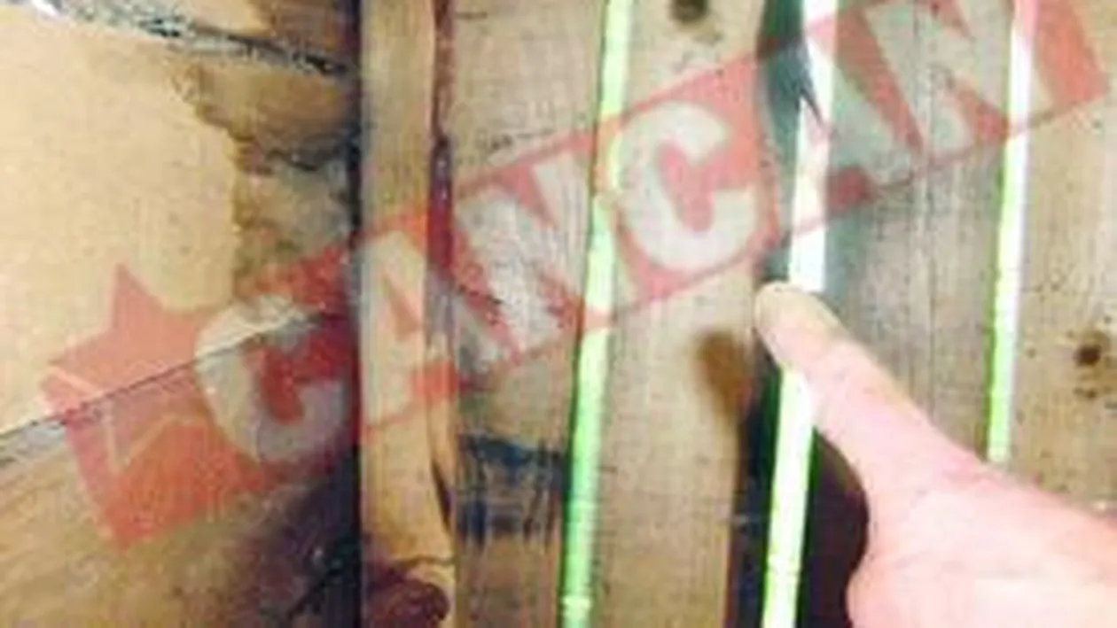 Mi-au ciuruit gaina cu mitraliera!