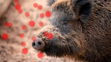 Alertă maximă din cauza epidemiei de pestă porcină africană. Autoritățile din Spania au declarat stare de urgență