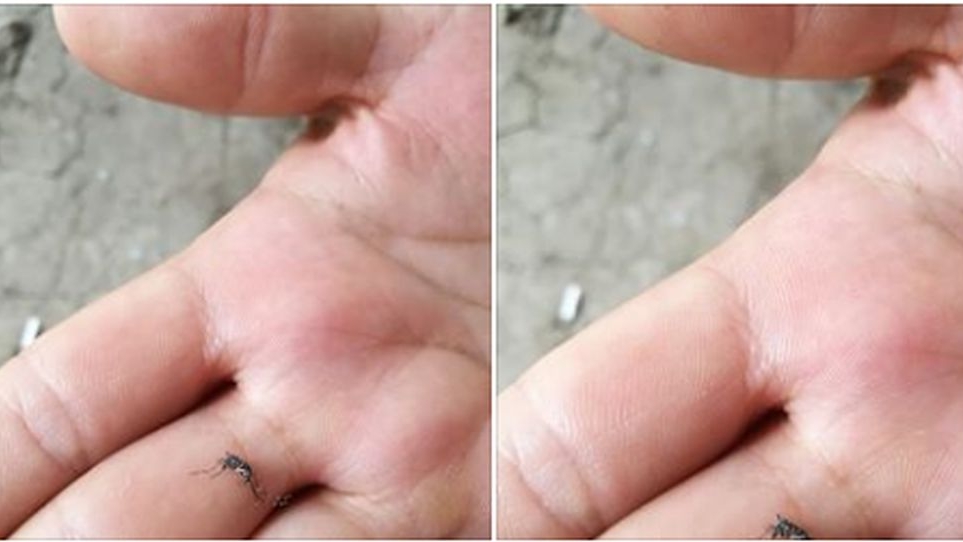 Isterie pe Facebook din cauza țânțarilor „străini”: „A apărut o nouă specie! Ce fac autoritățile pentru a proteja populația?”