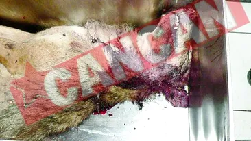 Si-a salvat tatal din coltii unui lup turbat