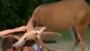 Au mers să se relaxeze la piscină, dar distractia le-a fost intreruptă de un cerb! Ce a urmat e incredibil
