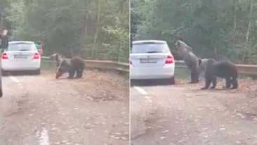 La un pas de tragedie! Un urs a sărit pe mașina unor turiști care voiau să-l fotografieze