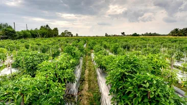 Leguma din România care se poate recolta numai cu echipament de proiecție! Este căutată, dar toxică prin gazul emis