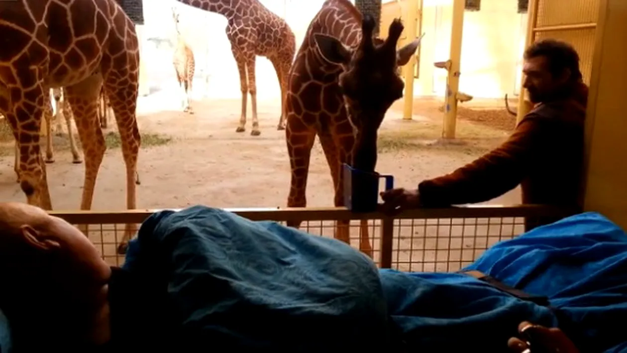 Reactia EMOTIONANTA a unei girafe in momentul in care vede chipul unui ingrijitor pe moarte! Clipul asta iti va rupe inima in doua