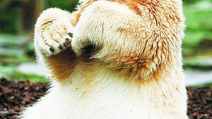 A innebunit Knut!