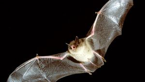 Descoperire de ultimă oră! Șase noi tipuri de coronavirus înrudite cu SARS-CoV-2, depistate la lilieci