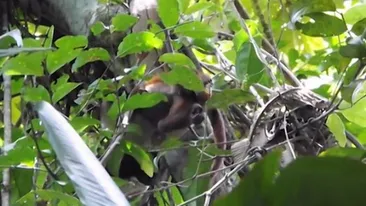 IMAGINI ABSOLUT SOCANTE! Cel mai temut pradator al junglei in plina actiune. Cine i-a picat victima