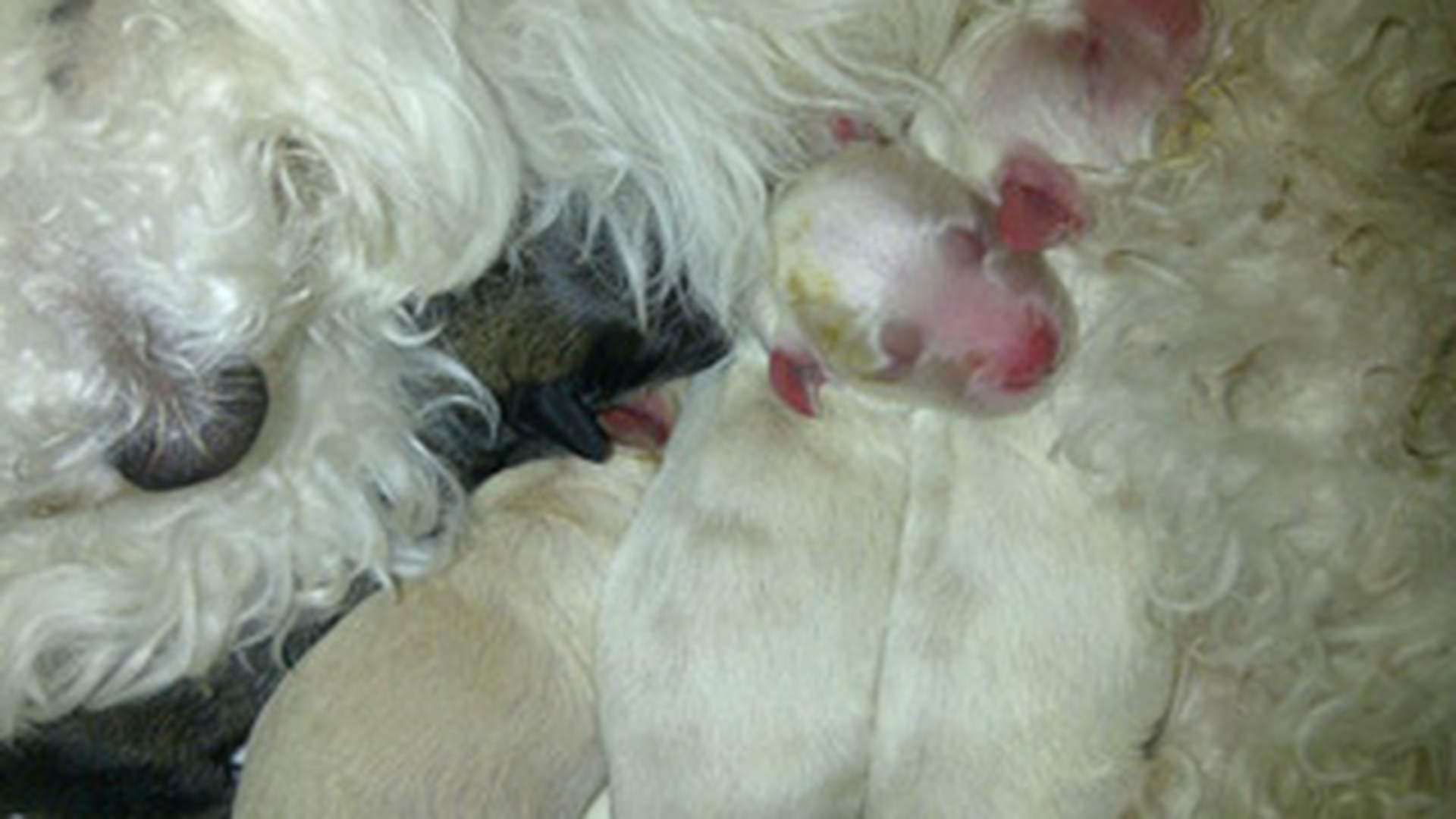 Adelina a gonit cu masina pe polei, in miezul noptii, ca sa ajunga in timp util la veterinar, cu catelusa ei!