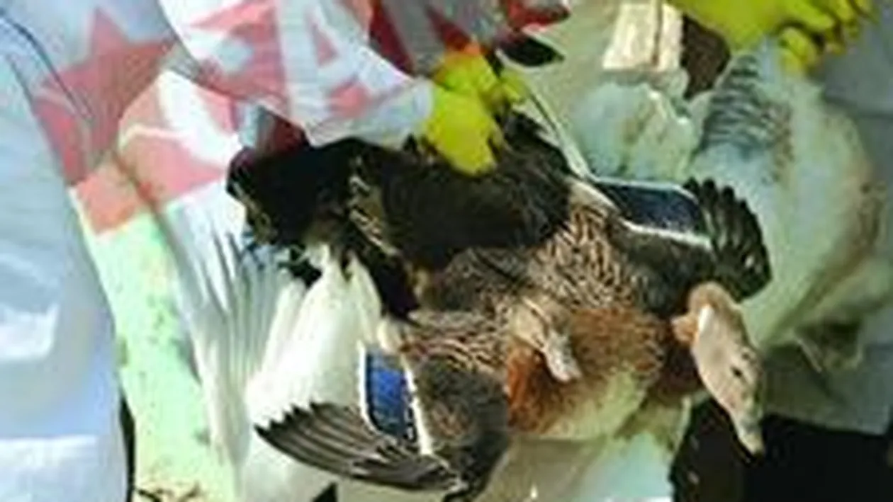Gripa aviara loveste din nou Romania