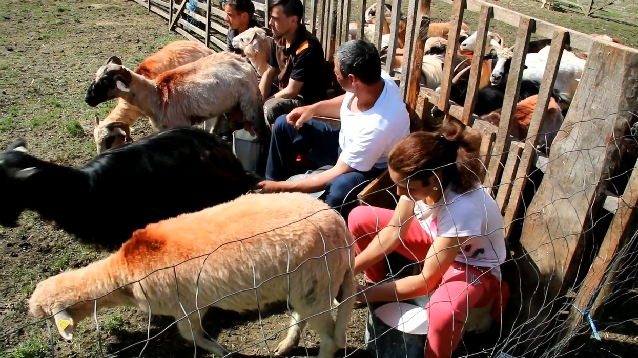 Mulgătorii se întrec la Sâmbra Oilor