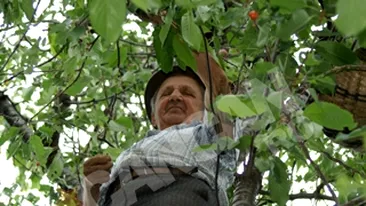 Un gorjean octogenar se urca in copaci dupa cirese